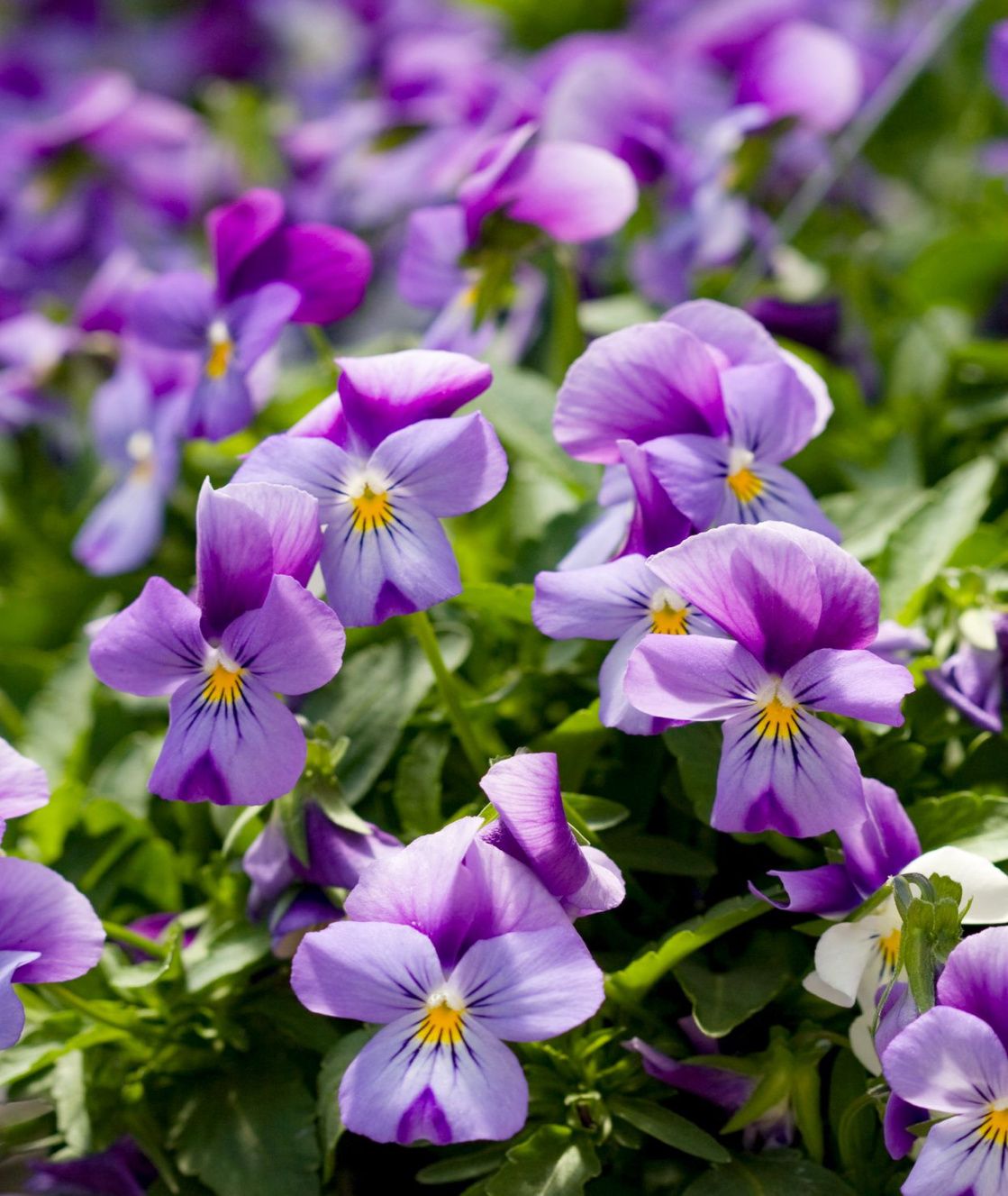 Best Purple Flowers to Add to Your Garden Best Purple Flowers to Add to Your Garden