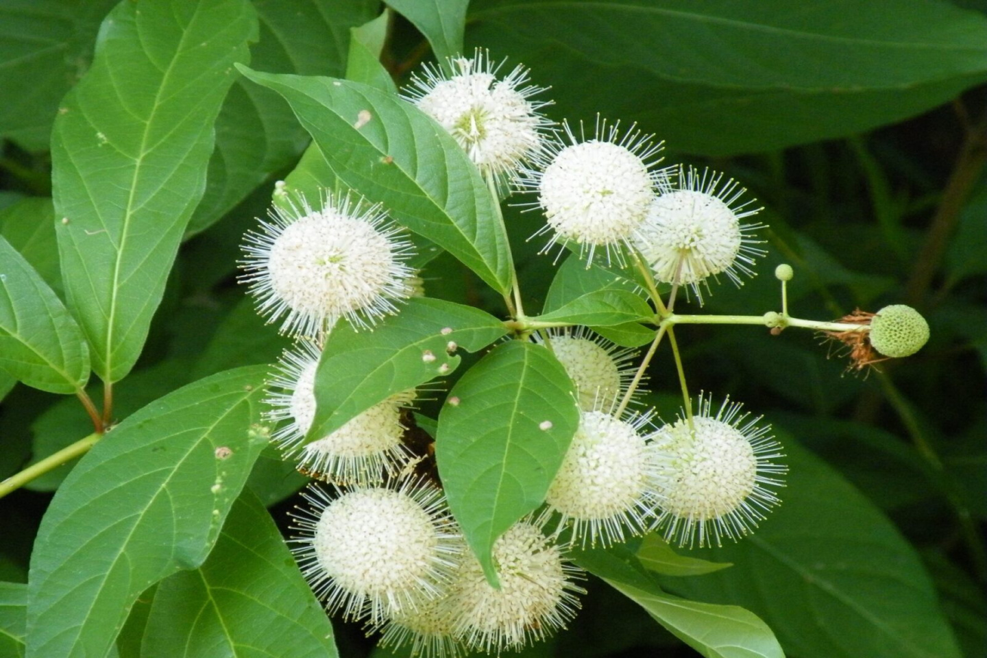 Buttonbush - Cephalanthus Occidentalis Shrubs Cold Stream Farm Buttonbush - Cephalanthus Occidentalis Shrubs Cold Stream Farm