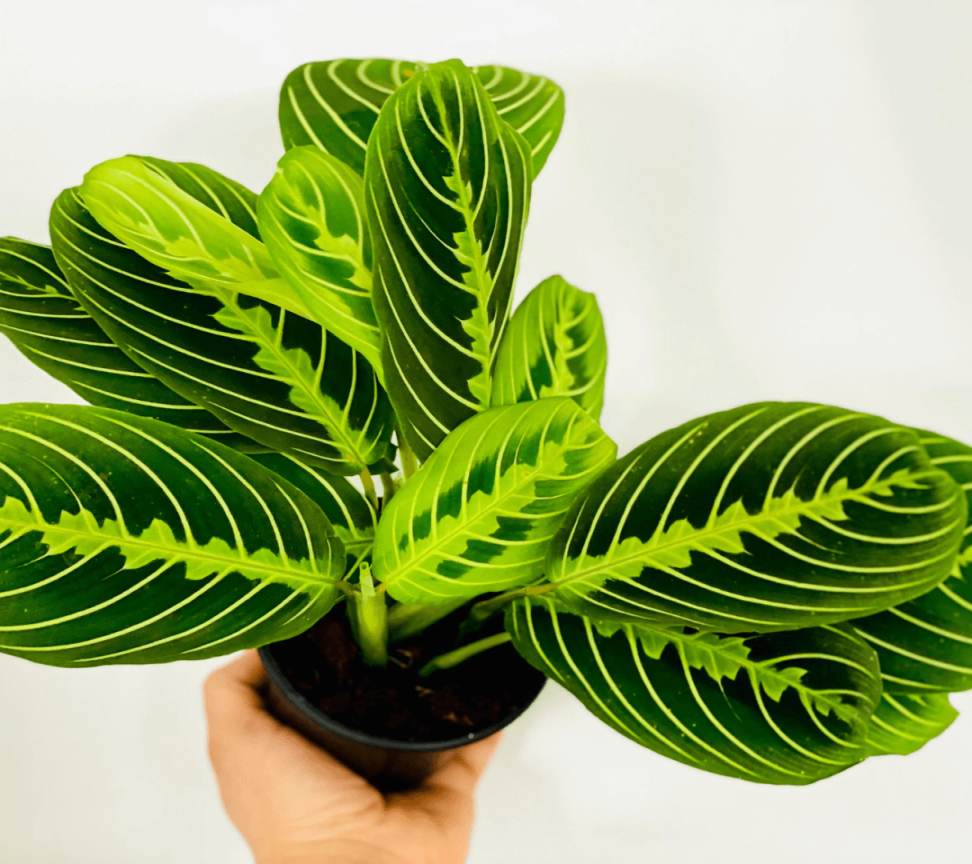 Essential Tips For Growing And Caring For Lemon Lime Maranta – The Essential Tips For Growing And Caring For Lemon Lime Maranta – The