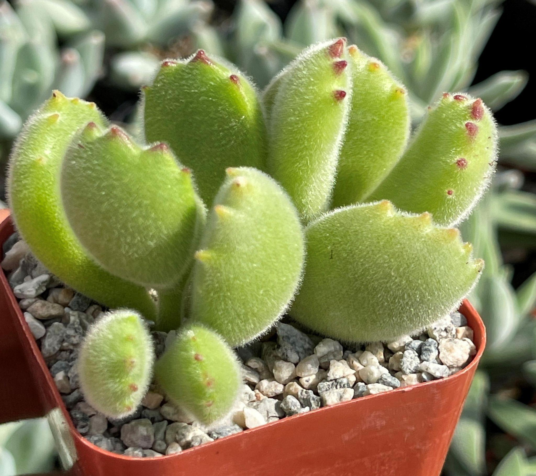 Growing Bear Paw Succulent Care Guide Planet Desert Growing Bear Paw Succulent Care Guide Planet Desert