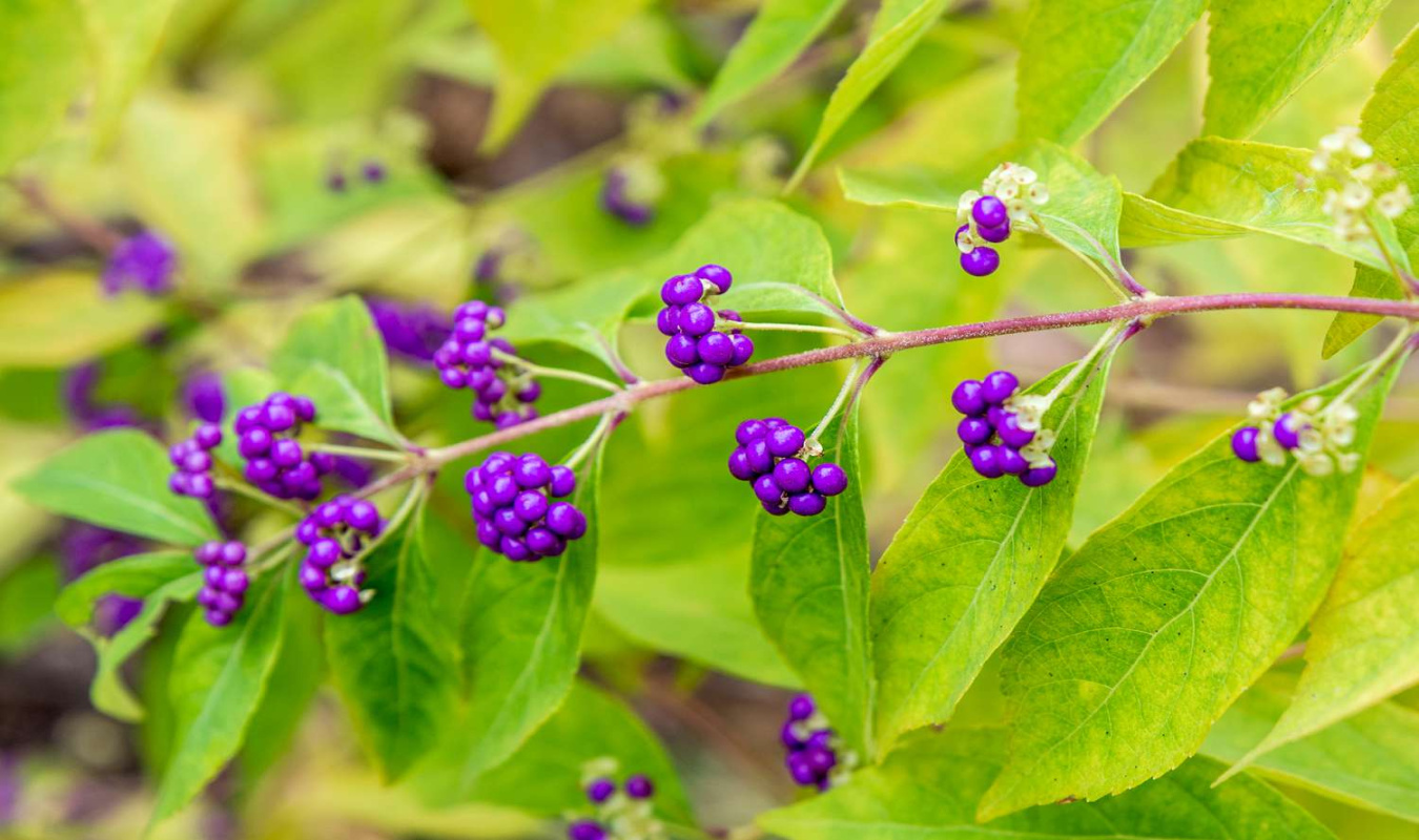 How To Grow and Care For Beautyberry How To Grow and Care For Beautyberry