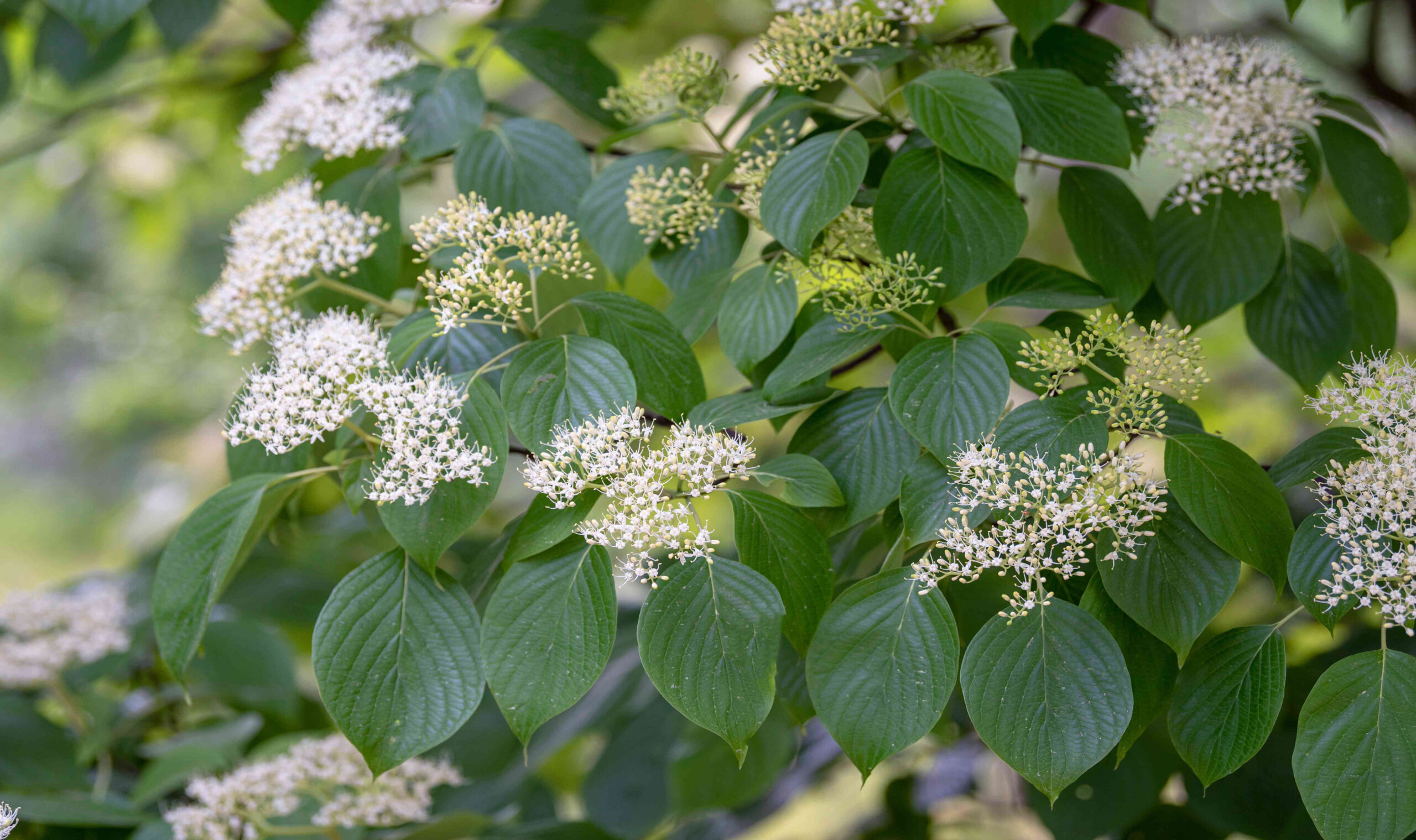 How to Grow and Care for Pagoda Dogwood How to Grow and Care for Pagoda Dogwood