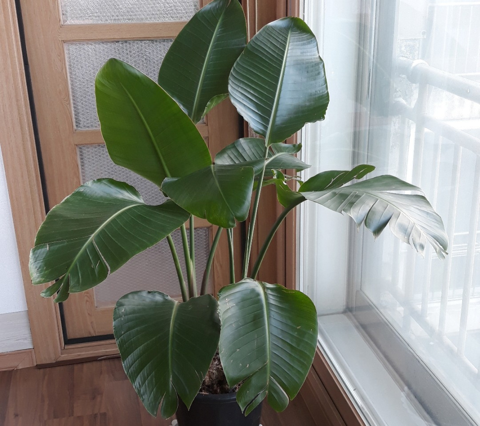 How to Grow and Care for Wild banana How to Grow and Care for Wild banana