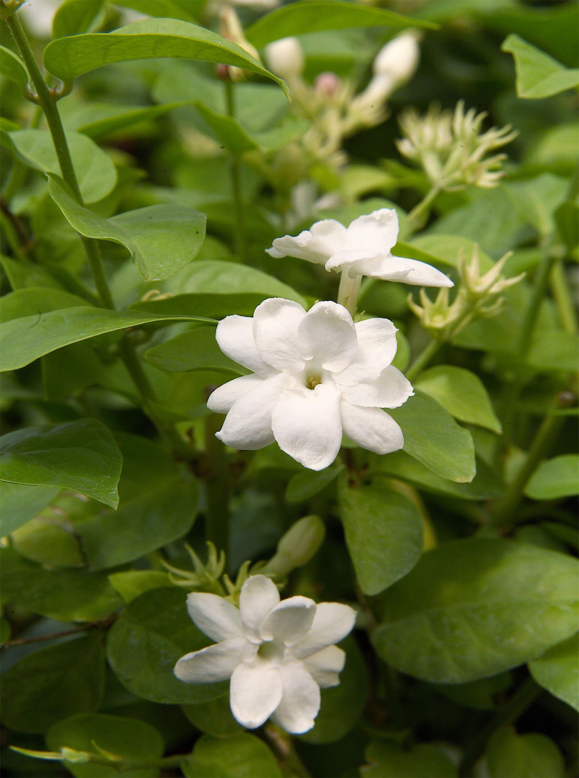 How to Plant and Grow Jasmine for Incredibly Fragrant Flowers How to Plant and Grow Jasmine for Incredibly Fragrant Flowers