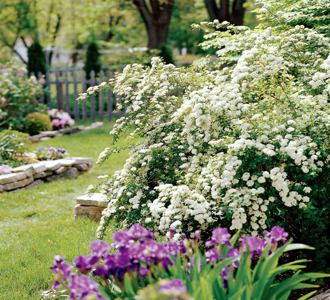 How to Plant and Grow Spirea How to Plant and Grow Spirea
