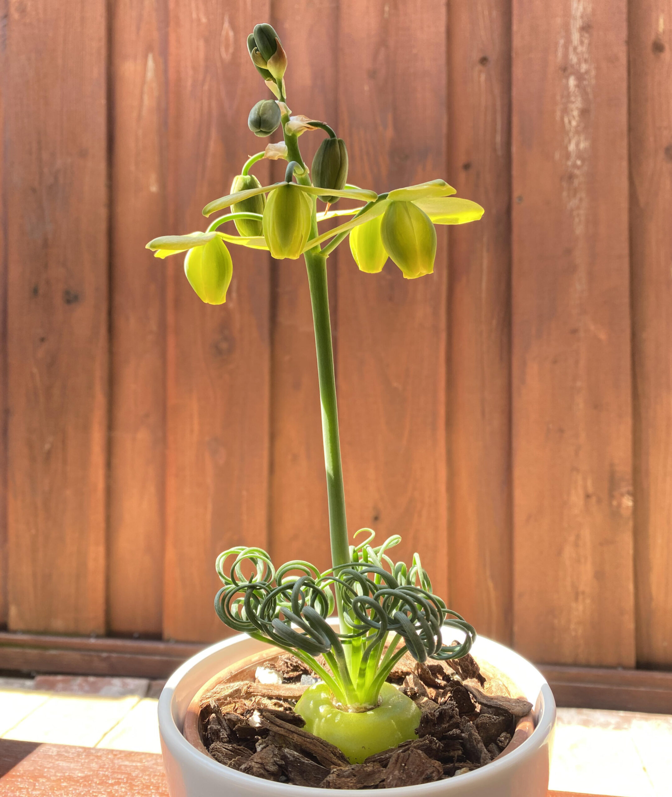 My frizzle sizzle is flowering 🙂 : r/succulents My frizzle sizzle is flowering 🙂 : r/succulents
