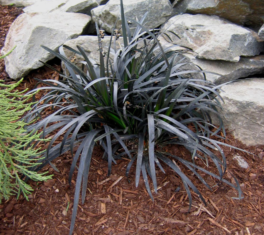 Ophiopogon Ophiopogon