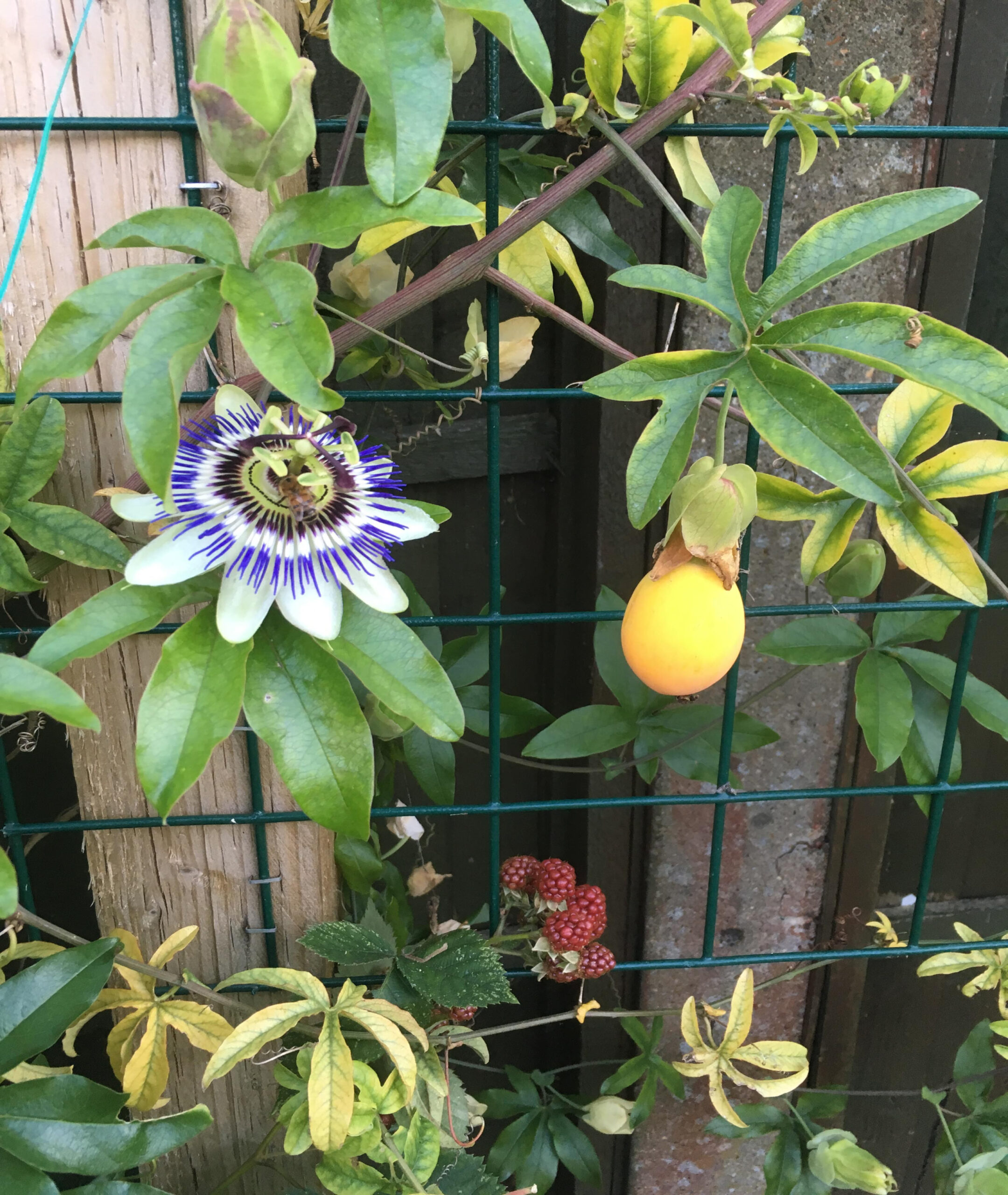 Passiflora Caerulea – Not a Horticulturist Passiflora Caerulea – Not a Horticulturist