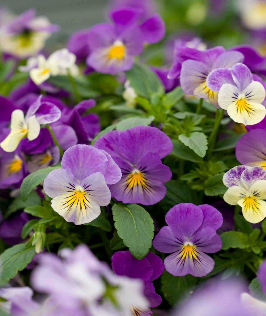 Stunning Winter-Flowering Plants to Brighten Up the Colder Months Stunning Winter-Flowering Plants to Brighten Up the Colder Months