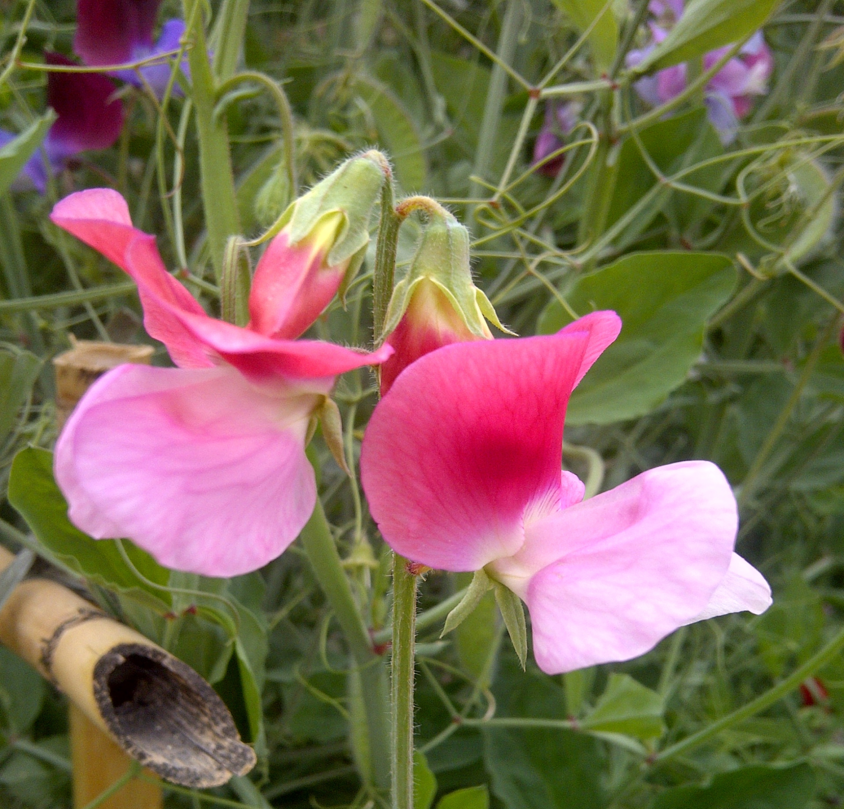 Sweet pea - Wikipedia Sweet pea - Wikipedia