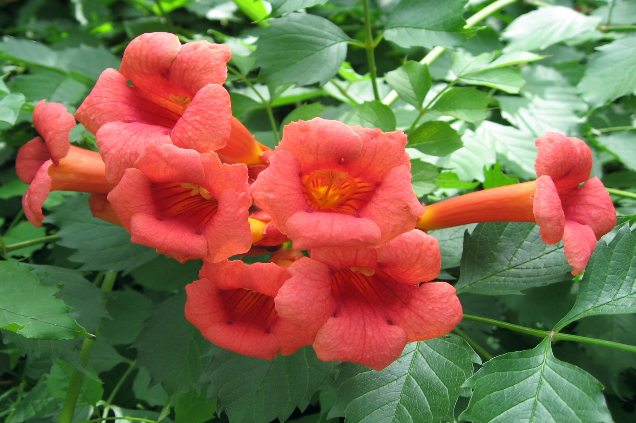 The Trumpet Creeper — In Defense of Plants The Trumpet Creeper — In Defense of Plants