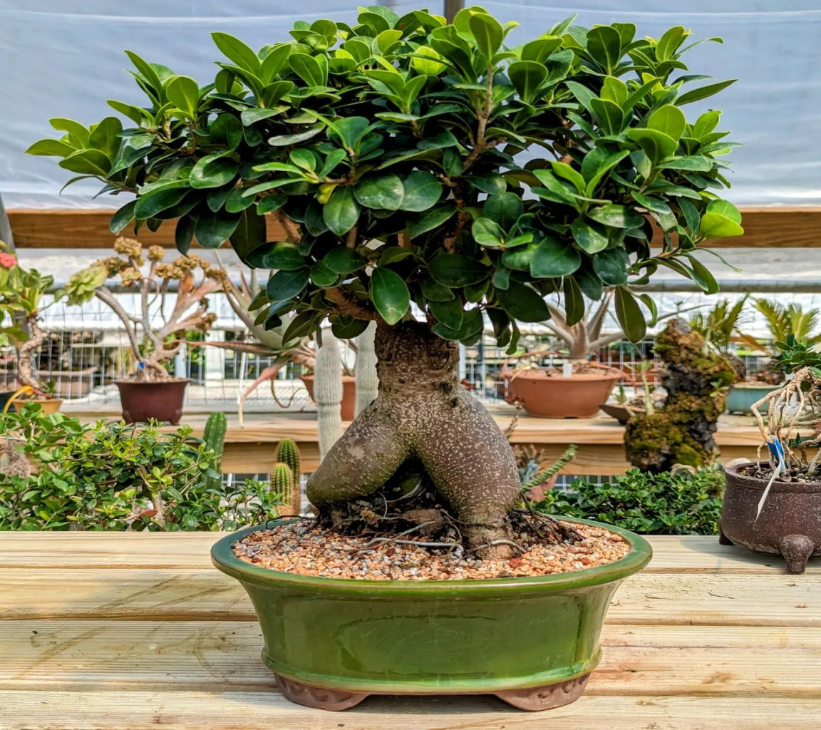 Totally Absurd but Very Cool Ginseng Grafted Ficus Bonsai Totally Absurd but Very Cool Ginseng Grafted Ficus Bonsai