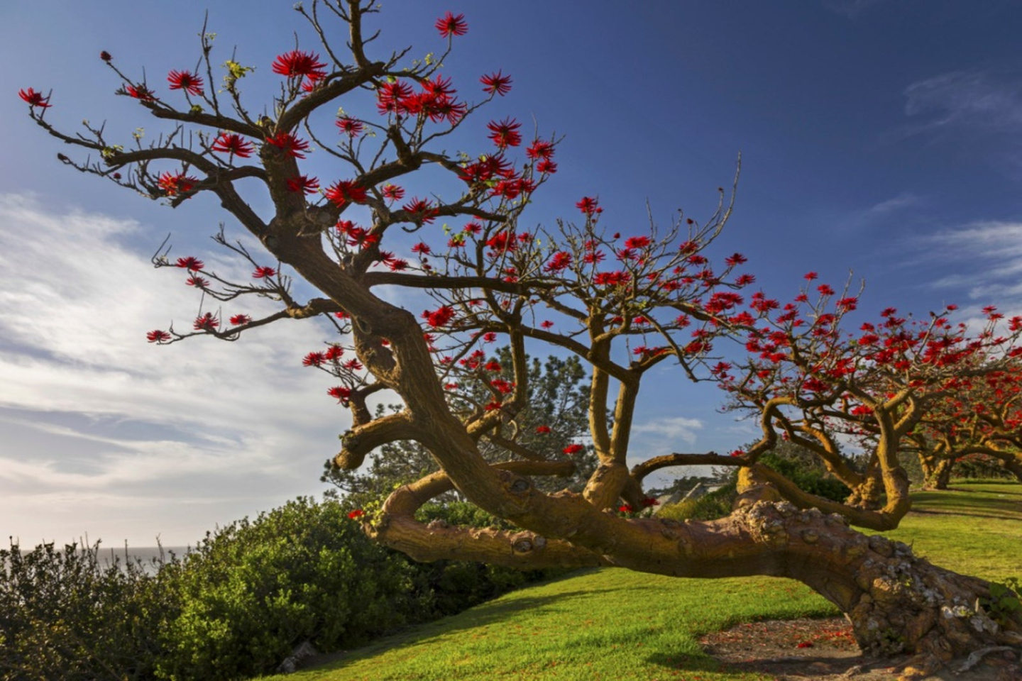 What Is A Coral Tree - How To Grow Coral Trees Gardening Know How What Is A Coral Tree - How To Grow Coral Trees Gardening Know How