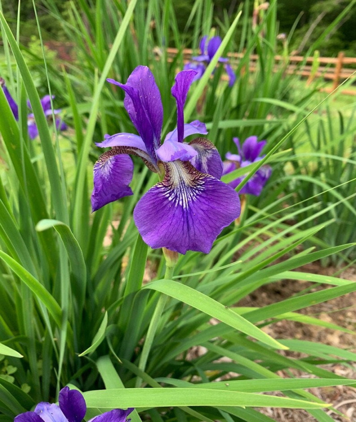 Wild Purple Iris Flower Seeds Wild Purple Iris Flower Seeds