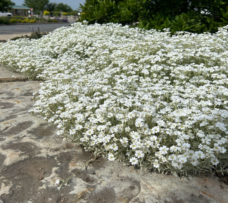 Cerastium tomentosum - Midwest Groundcovers, LLC Cerastium tomentosum - Midwest Groundcovers, LLC