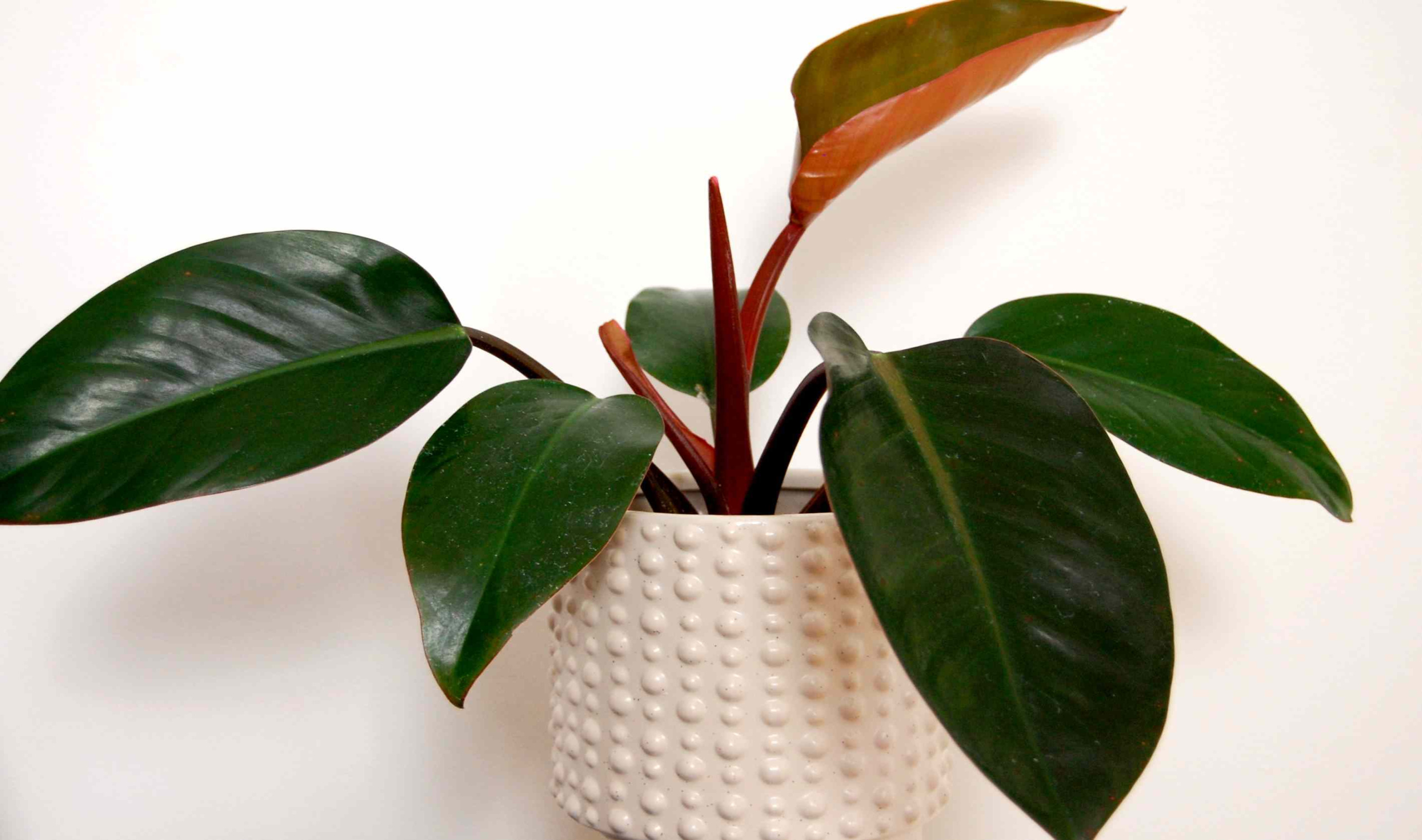 How to Grow and Care for Philodendron How to Grow and Care for Philodendron