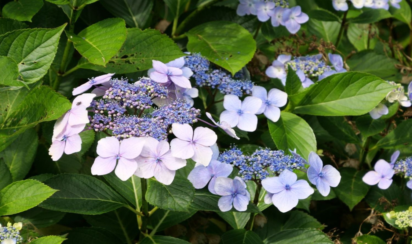 Hydrangea serrata: cultivation & care - Plantura Hydrangea serrata: cultivation & care - Plantura