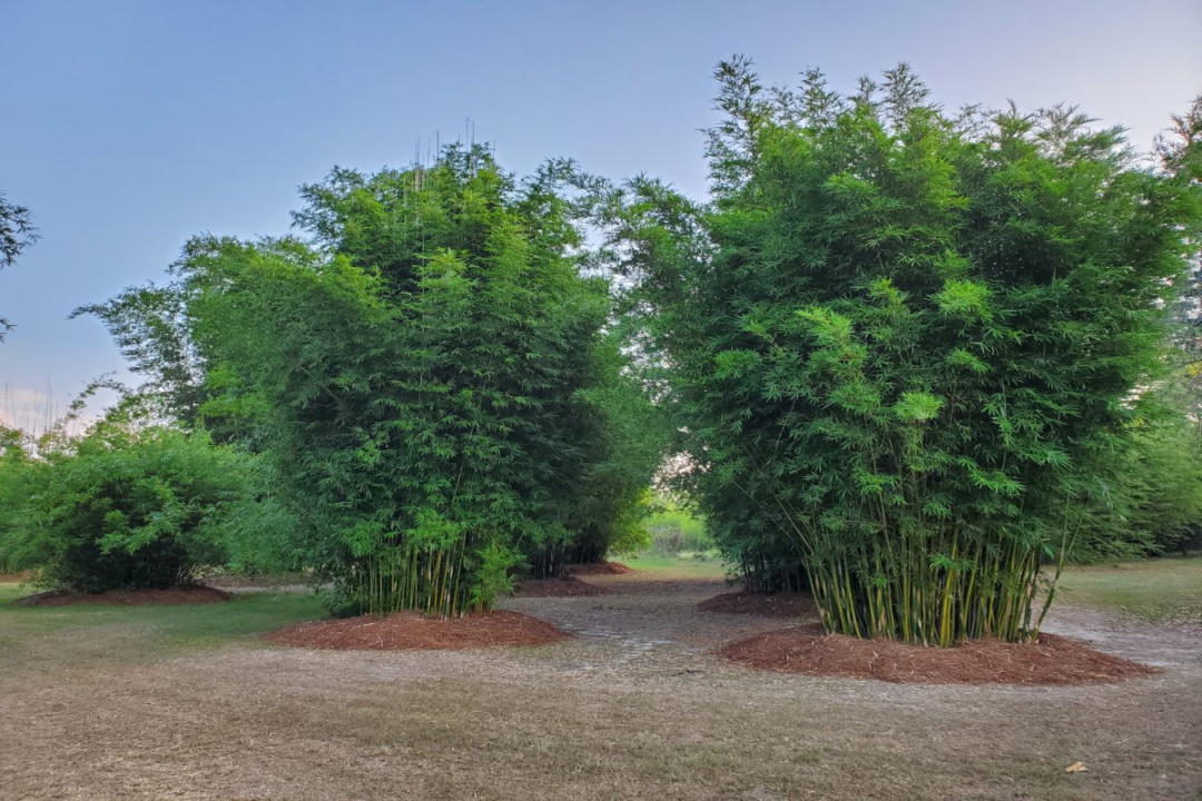 NON-INVASIVE CLUMPING BAMBOOS NON-INVASIVE CLUMPING BAMBOOS