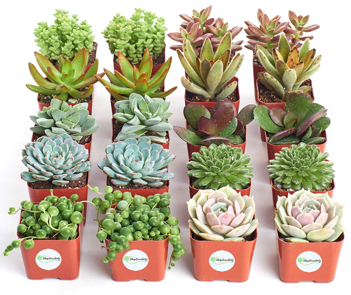 Shop Succulents Assorted Succulent (Collection of ) Shop Succulents Assorted Succulent (Collection of )