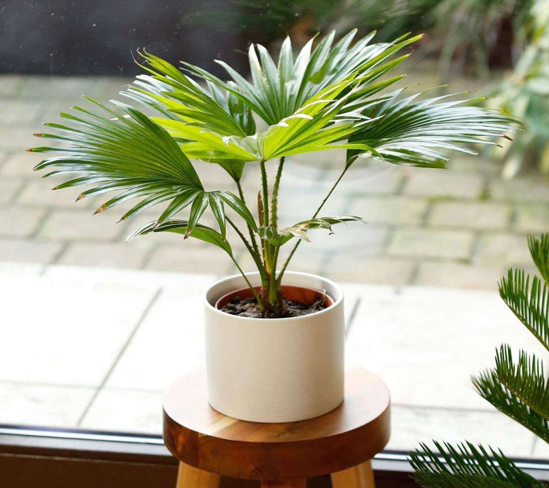 Types of Indoor Palms and How to Care for Them Types of Indoor Palms and How to Care for Them