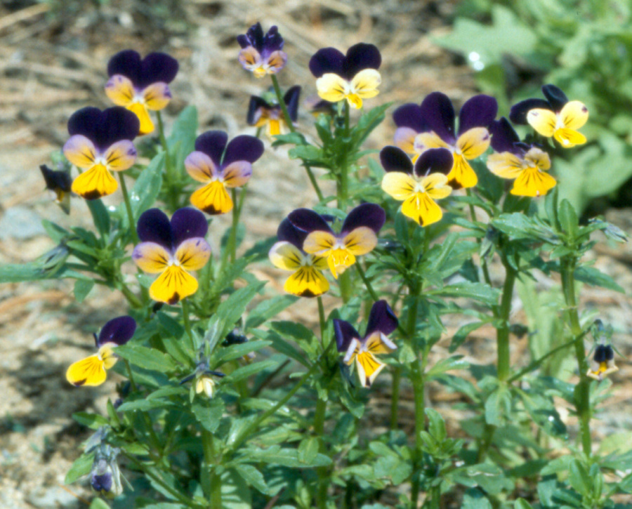 Viola tricolor (garden violet): Go Botany Viola tricolor (garden violet): Go Botany