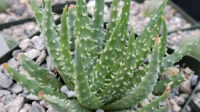 Aloe Humilis