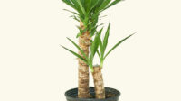 Large Yucca Cane (Yucca gigantea) – Rooted