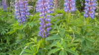 Lupinus polyphyllus - Wikipedia