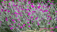 Lychnis coronaria