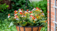 Best Plants for Hanging Baskets - The Home Depot