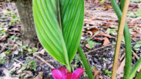 Black Turmeric Organic Plant, Curcuma caesia Edible – Let's Grow