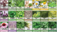 Gardening Gifts -Variety Seed Pack: Herb & Flower Seeds Plant Gifts For Sale