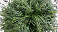 Green Dwarf Mondo Grass - Ophiopogon - " Pot - Carefree Groundcover
