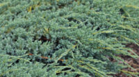 How to Grow and Care for Creeping Juniper