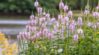 How to Grow and Care for Obedient Plant (False Dragonhead)