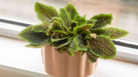 How to Grow and Care for Pilea Involucrata