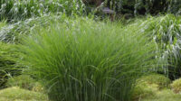 Maiden Grass - Plant Guide