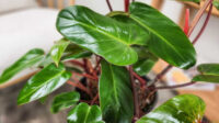 Philodendron ‘Emerald Red’