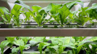 Plants Perfect for a Hydroponic Indoor Garden