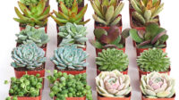Shop Succulents Assorted Succulent (Collection of )